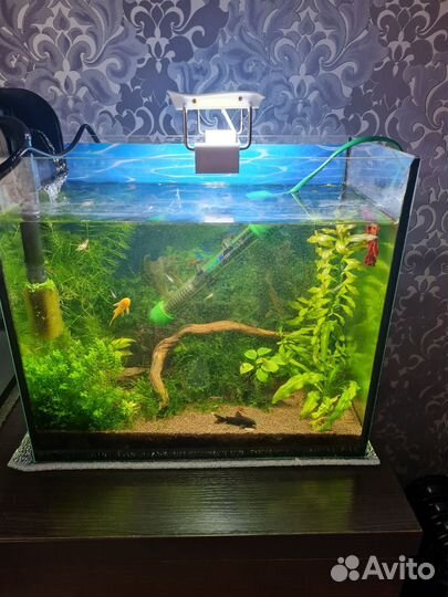 Аквариум