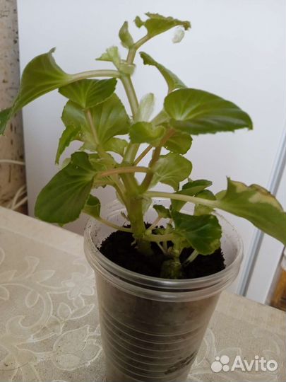 Бегония вечноцветущая махровая