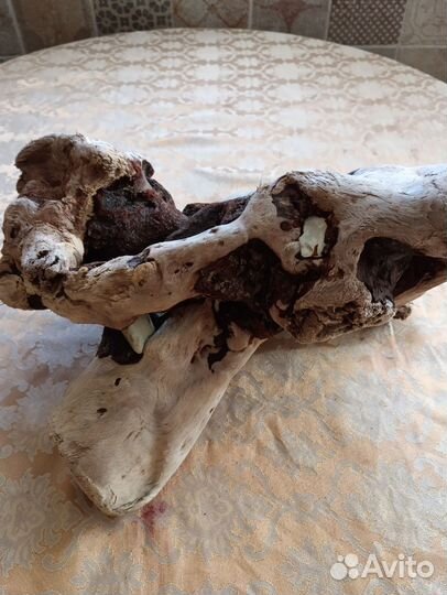 Коряги дрифтвуд