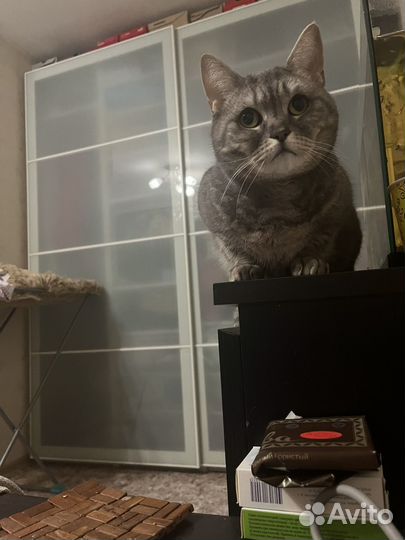 Отдам в добрые руки британскую кошечку