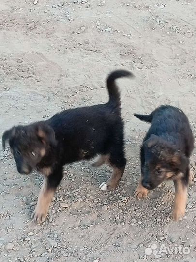 Собаки щенки