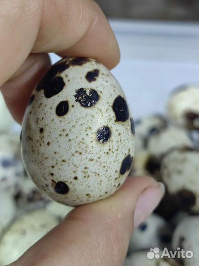 Инкубационное яйцо перепелов