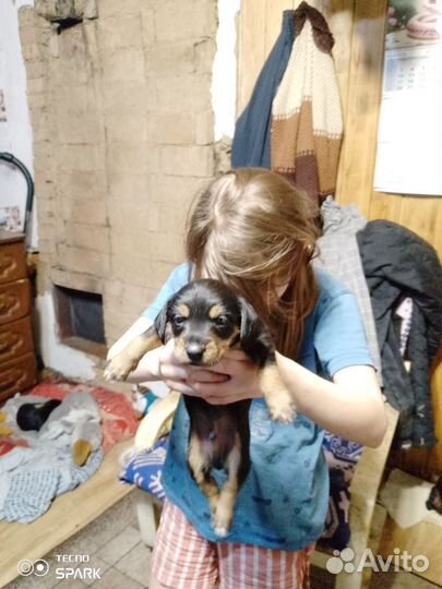 Собака в добрые руки щенок маленький