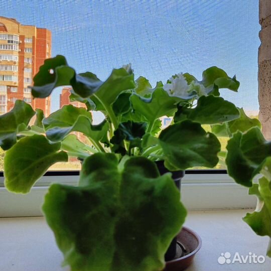 Фиалки цветущие в горшке