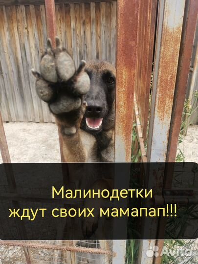 Щенки бельгийской овчарки (малинуа)