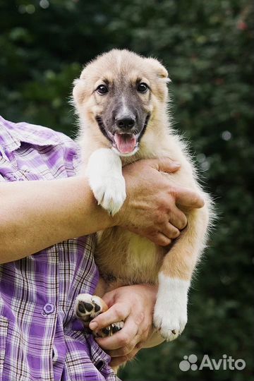 Щенок в добрые руки бесплатно