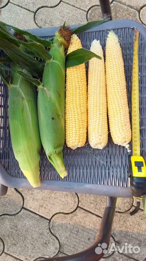 Кккуруза сладкая