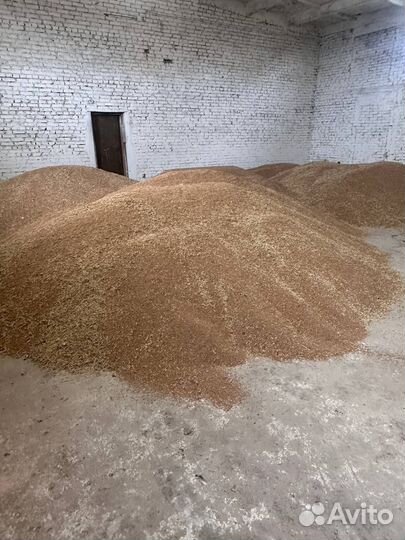 Зерно ячмень