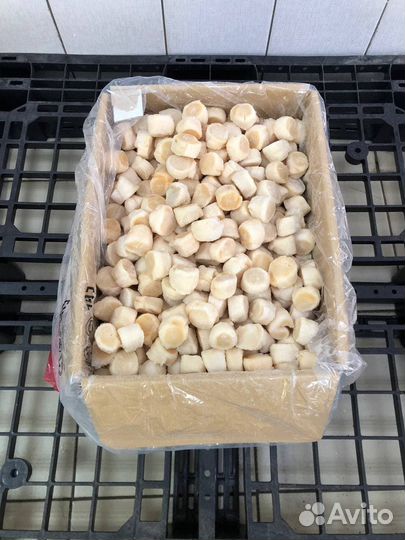 Гребешок курильский