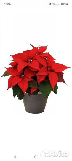 Пуансеттия