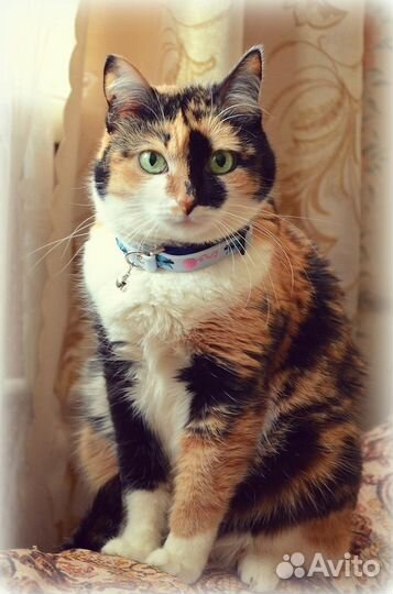 Очень общительная и контактная трехцветка в дом