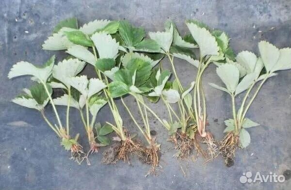 Рассада виктории