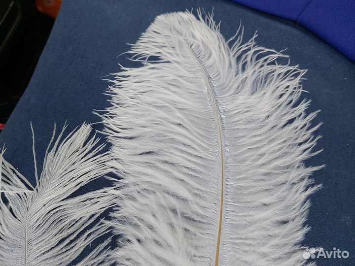 Перо страуса