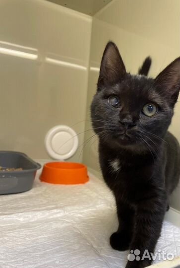 Две сестрички ищут дом