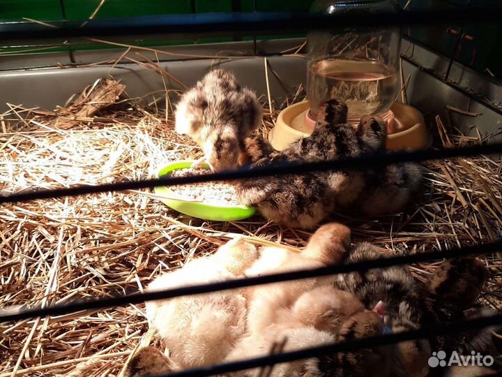 Куры несушки молодки, бройлеры тверь