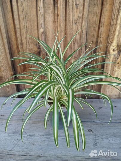 Хлорофитум