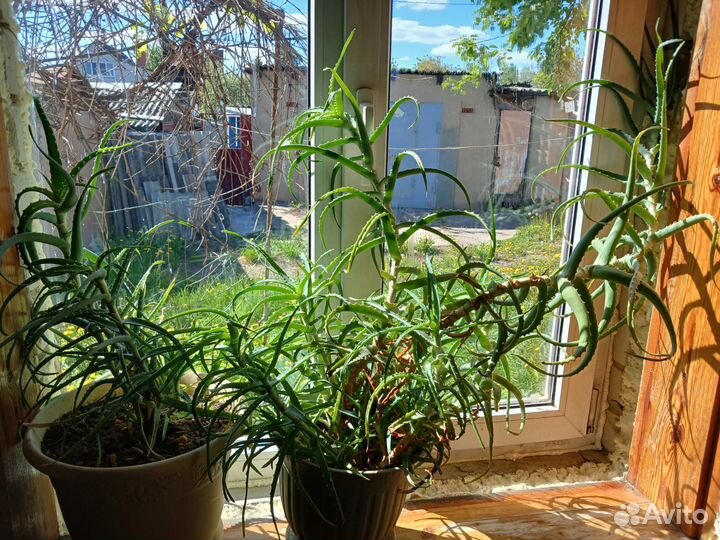 Алоэ столетник растения