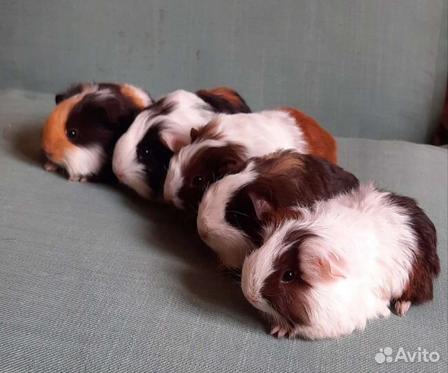 Морские свинки длинношерстной породы шелти