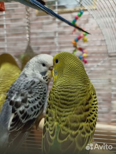 Волнистые попугайчики, птенцы