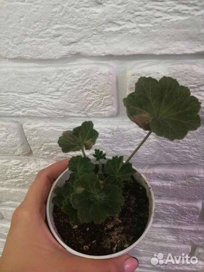 Пеларгония герань сортовая