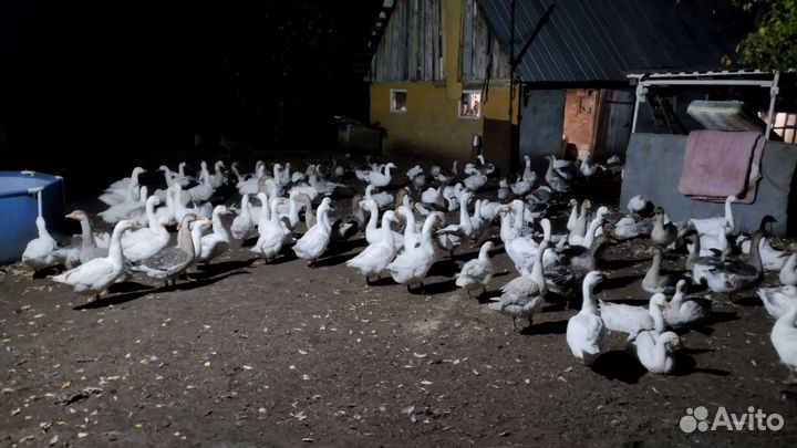 Гуси мясо