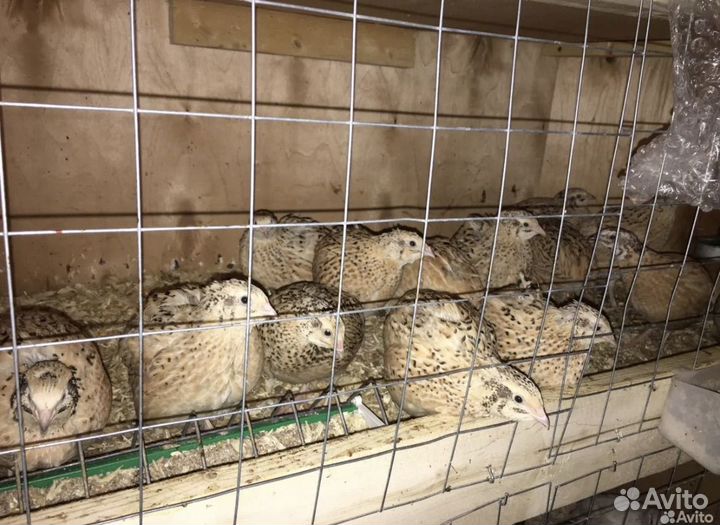 Вольер для содержания птиц