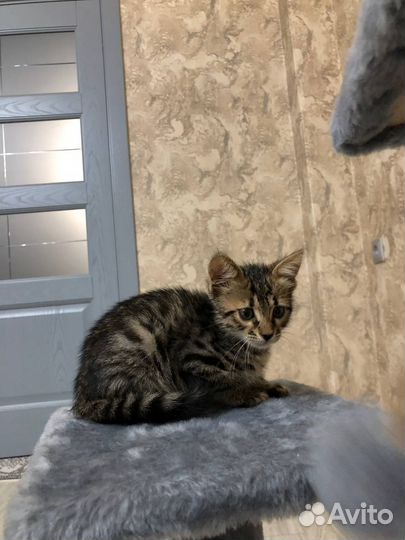 Бенгальский котенок