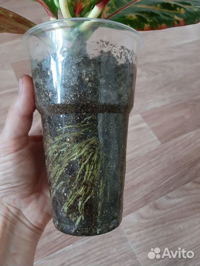 Кодиеум кротон Экселент