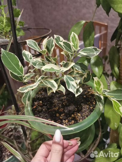 Фикус ретуза гавайская