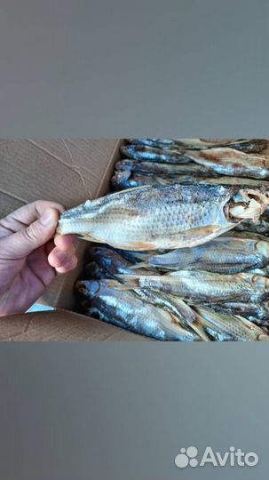 Вобла Астраханская