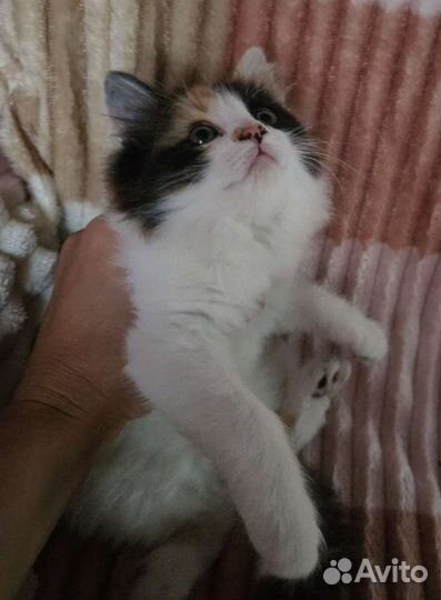 Котенок в добрые руки