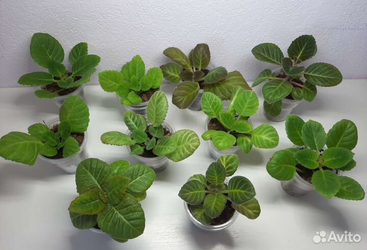 Детки глоксиний