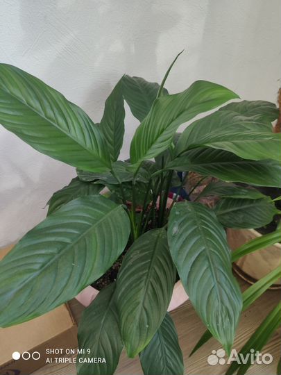 Спатифиллум