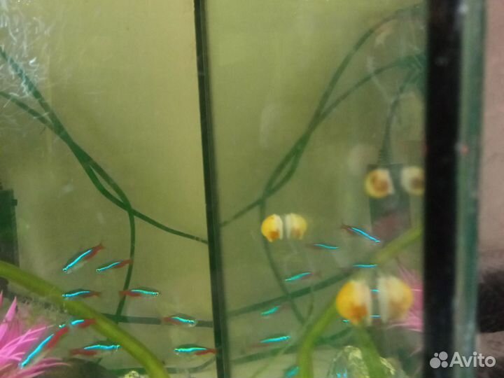 Улитки ампулярии