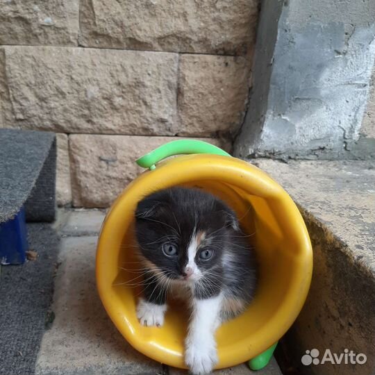 Британская вислоухая кошка