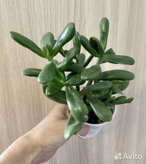 Крассула хоббит