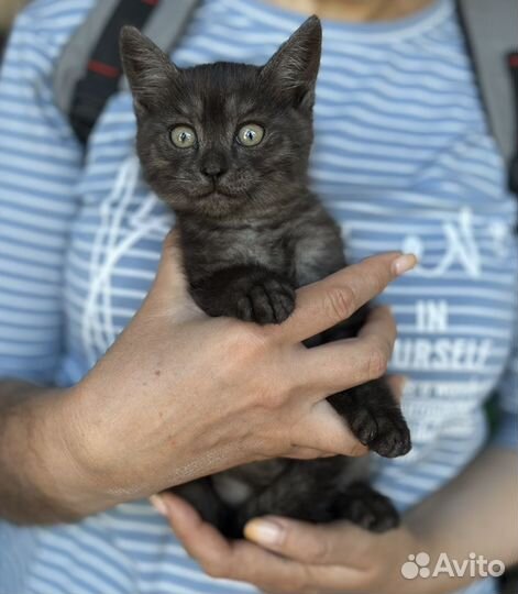 Котенок в добрые руки