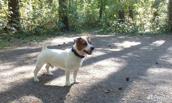 Вязка Джек Рассел терьер