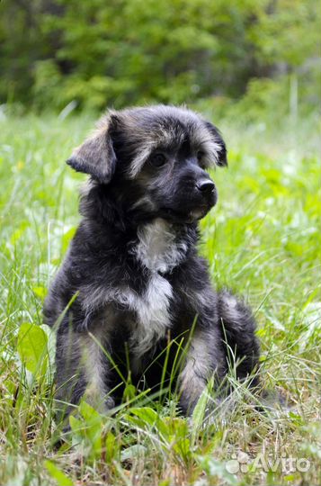 Китайская хохлатая