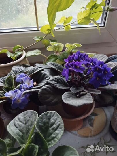 Фиалки. Листики