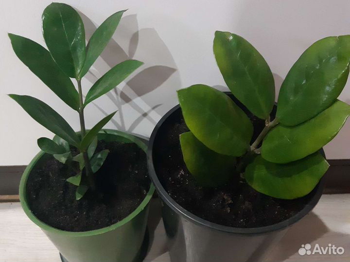 Замиокулькас