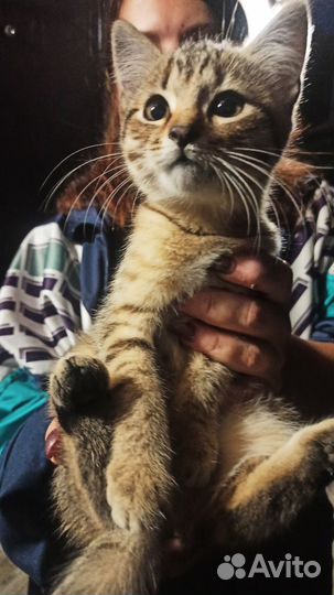 Котенок в дар