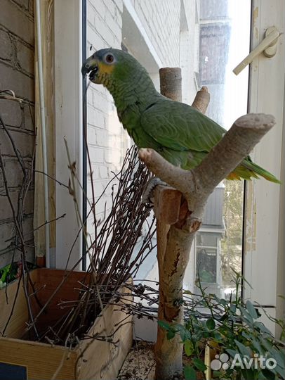 Попугай амазон