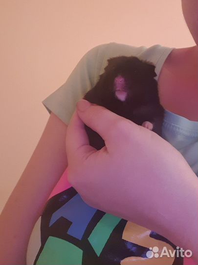 Сирийские хомячки