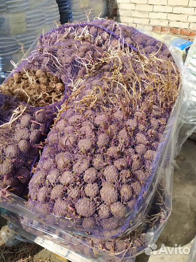 Семенной картофель