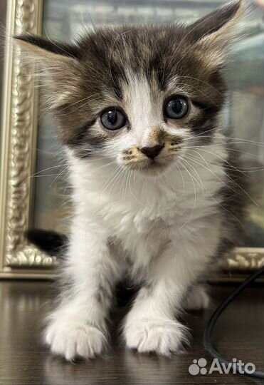 Милые котята в добрые руки