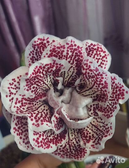 Глоксинии сортовые