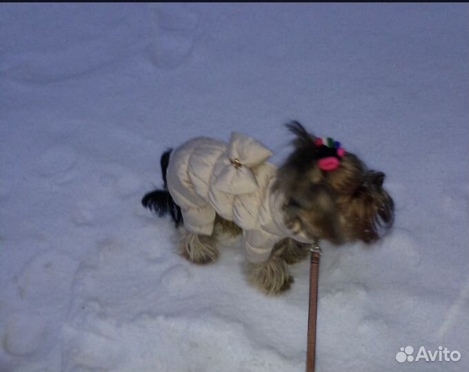 Йоркширский терьер одежда