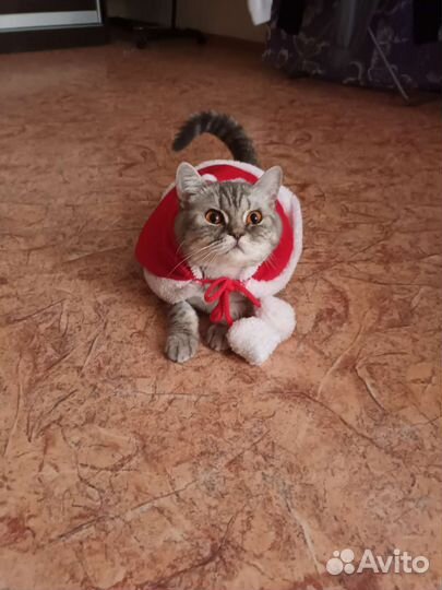 Кошка в добрые руки