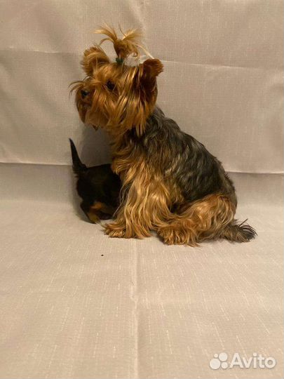 Йоркширский терьер